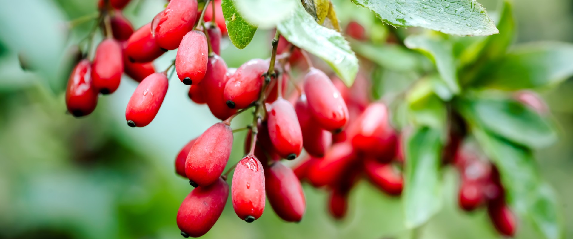 What is berberine 500mg good for?