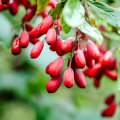 Does berberine help with fatty liver?