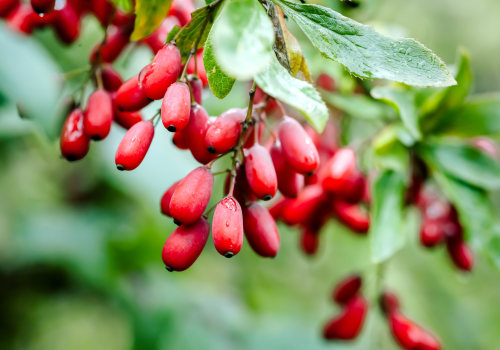 Does berberine help with fatty liver?