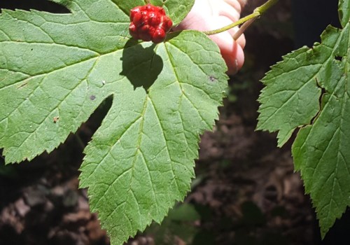 Can berberine be toxic?